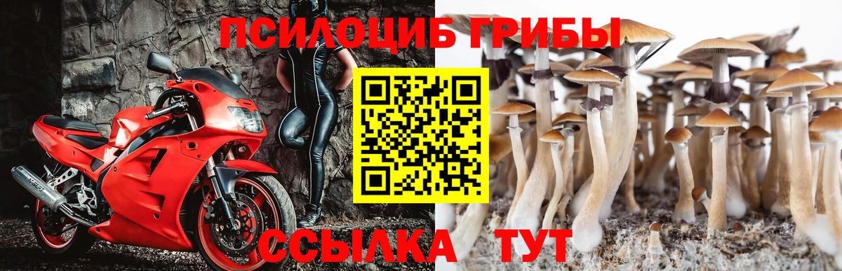купить  сайты  Вход с VPN  Мичуринск  Псилоцибиновые грибы Magic Shrooms 